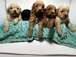 Micro Mini Mountaindoodle puppies