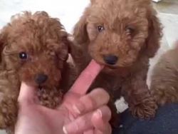 Adorable mini poodles puppies ready to go