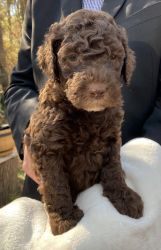 Beautiful Double Doodle Pups for Sale