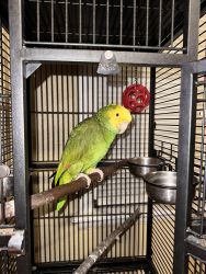 2 yr old double yellow headed Amazone parrot