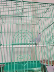 White diamond dove with cage