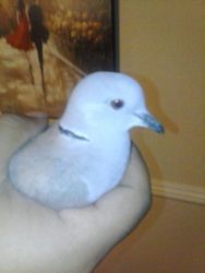 Male Eurasian Collared Dove for sale Upland