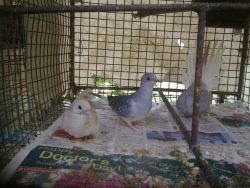 Diamond dove for sale