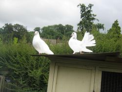Tame Young Garden Doves For Sale