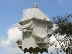 Fantail Doves