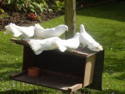 Fan Tail Doves, Pure White Young Birds Essex Area For Sale