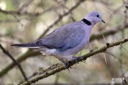 true African collard dove