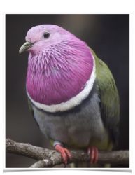 Pink Headed Fruit Dove