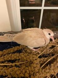 Baby Dove for sale less than a month old and growing