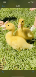 2 peckin duckings