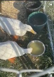 Two male pekin ducks