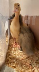 Baby ducks/toddlers