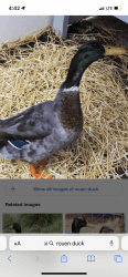 Rouen Duck -male- to rehome