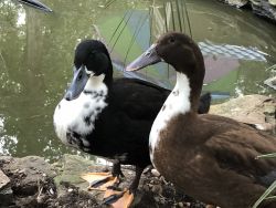 Swedish Ducks For Sale