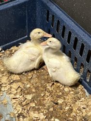 2 Ducklings