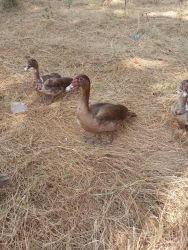 3 male and 2 female Muscovy ducks