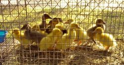 Ducklings Assorted Breeds