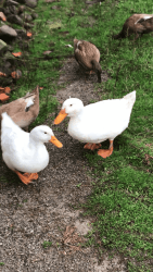 Free Range Ducks