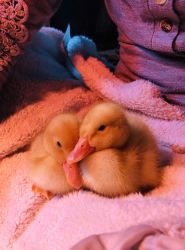 6 ducks need loving home externally soon