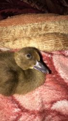 2 month old duck
