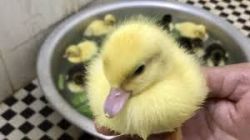 Cute baby ducks