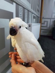 Rare Hand Reared Silly Tame Baby Ducorps Cockatoo