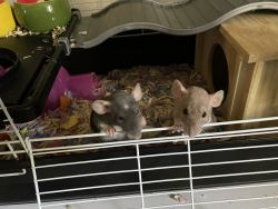 Dumbo Rex pet rat babies