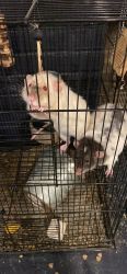 Domesticated Rats, male pair
