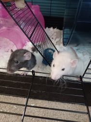 Loving female rats