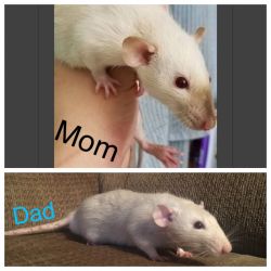 Baby rats soon
