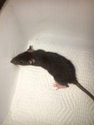 Feeder and pet rats for sell