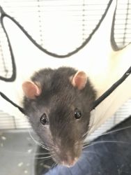 2 Male Rats (brothers)