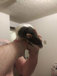 Pet rats for sale