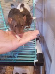 Two 5-month-old rats(male)