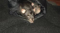 Two Brother Dumbo Rats in need of good home
