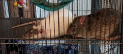 2 male rats, one Dumbo, one agouti