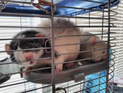 Two rats looking for new home