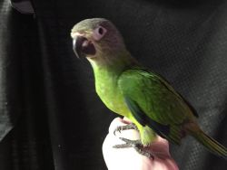 We have 1 adorable Dusky Conure baby available.