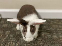 Bunny for Sale