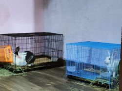 Dutch male adult rabbit for sale in delhi