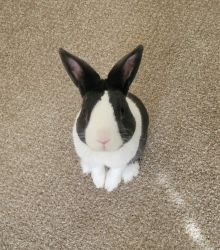 Need a loving forever home for our rabbit