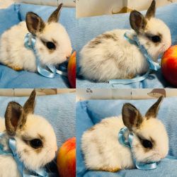 Baby Dutch bunnies