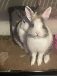 2 rabbits for $30 for both