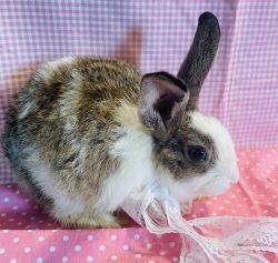Baby Dutch bunnies bunny rabbits starter kit