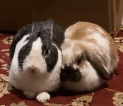 Bonded rabbits for sale
