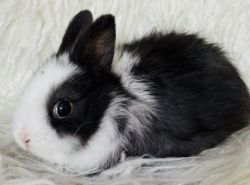 Cutest tiniest Dwarf bunny baby bunny, bunnies, rabbits