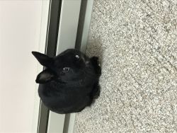 Looking for loving home for rabbit