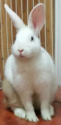 Carmel spotty White rabbit