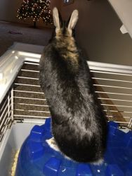 Selling rabbit and cage
