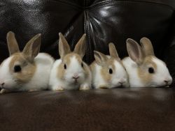 4 baby bunnies